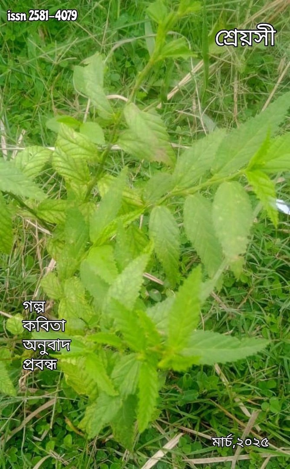 মার্চ  সংখা  ,২০২৫